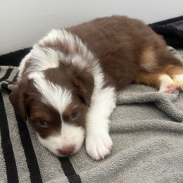 Padme (May) - Red tri-color female Australian Shepherd puppy in Bennett, Colorado from Alolan Angel Aussies