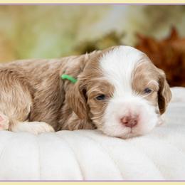Girl 3 - female Cockapoo puppy in Connersville, Indiana from Deaz Doodle Ranch