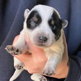 Girl 1 - Blue female Australian Cattle Dog puppy in Irvington, Kentucky from Dry Valley’s Australian Cattle Dogs