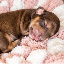 Earl Grey - Gray (blue) and cream male Dachshund puppy in North Reading, Massachusetts from The Well Tempered Dachshund