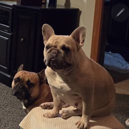 Baby z - French Bulldog