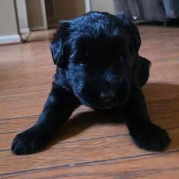 Fawn - Black female Giant Schnauzer puppy in Helena, Alabama from The Copper Cottage Canines LLC