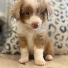 Tito - Red merle male Toy Australian Shepherd puppy in Ambrose, Georgia from Brandilyn's Aussies