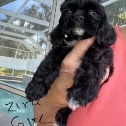 Zira G1 black - Black female Cocker Spaniel puppy in Haines City, Florida from Camic Cockapoos