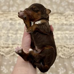 Aladdin - Brown male Bernedoodle puppy in Munster, Indiana from Miranda’s Sunshine Poodles and Doodles
