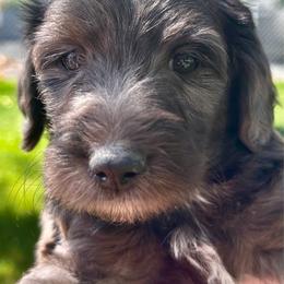 Georgia Boy - Merle male Bernedoodle puppy in Horseshoe Bend, Idaho from Over the Moon Poodles and Doodles