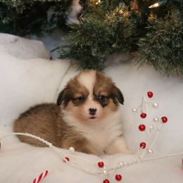 Sophie - Sable female Pembroke Welsh Corgi puppy in St. Charles, Iowa from Kim Boyle's Pembroke Welsh Corgis