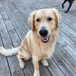 Golden Retriever Puppies from Akoya Kennels