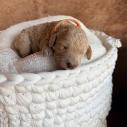 Flora - Cream female Poodle puppy in Detroit Lakes, Minnesota from Pickerel Pups