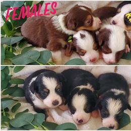 Miniature Australian Shepherd Puppies from Barnyard Mini Aussies