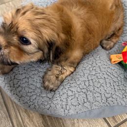 Blue collar - Red sable male Havanese puppy in Lakeland, Florida from Charlie’s Havanese Angels