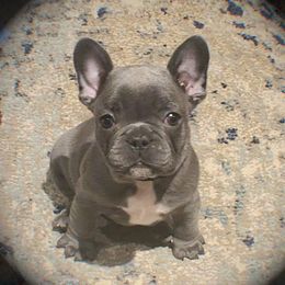 French Bulldog Puppies from Galm Frenchies