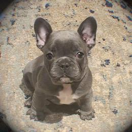 French Bulldog Puppies from Galm Frenchies