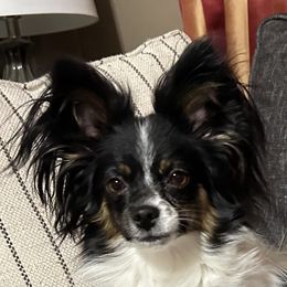 Jasmine - Papillon
