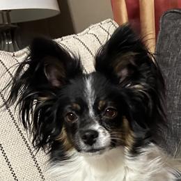 Jasmine - Papillon