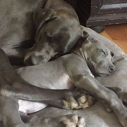 Great Danes from Rockin' Danes