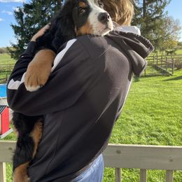Bernese Mountain Dog Puppies from Lonesome Pine Farm