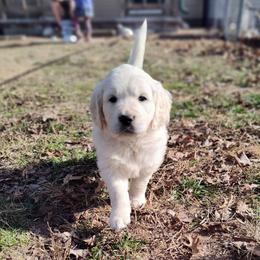 Amber - Light golden female Golden Retriever puppy in Seymour, Missouri from High Road Golden Retrievers