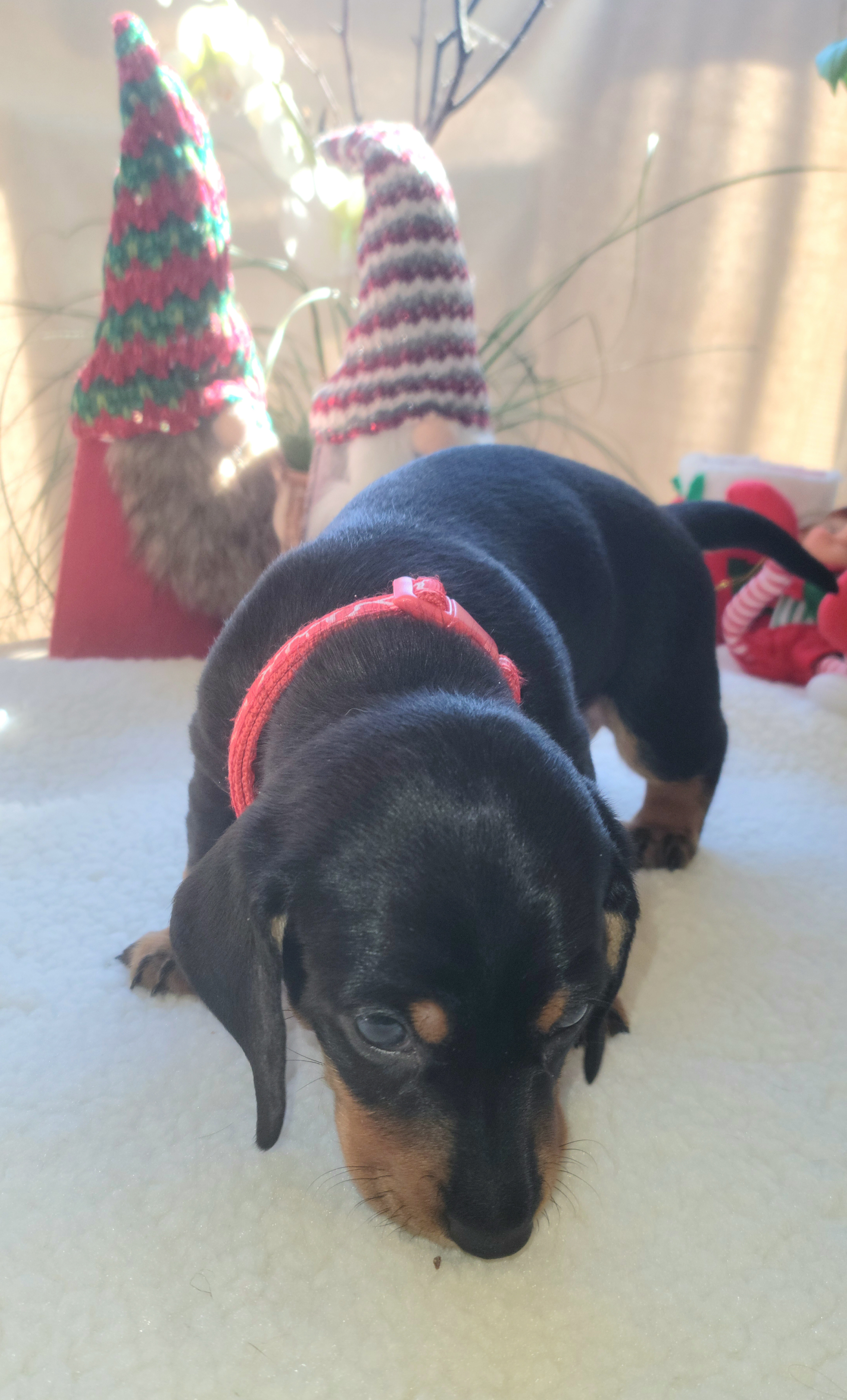 Dachshund Puppies from Evie's Mini Smooth Doxie Ranch