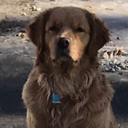 Sadie - Golden Retriever