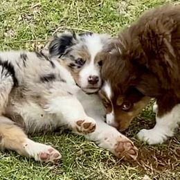 Australian Shepherd, Miniature Australian Shepherd, and Toy Australian Shepherd Puppies from Hunt Farms Mini Aussies