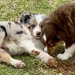 Australian Shepherd, Miniature Australian Shepherd, and Toy Australian Shepherd Puppies from Hunt Farms Mini Aussies
