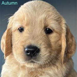 Autumn - Golden female Golden Retriever puppy in Vail, Arizona from Retrievers Gold AZ