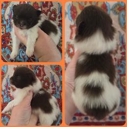 Max - Tri-colored male Pomeranian puppy in Washington, North Carolina from Grace's Poms🐾💕