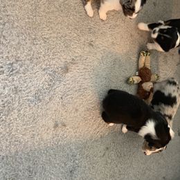 "Sold" Miniature American Shepherd Puppies from Tenley’s Miniature American Shepherds