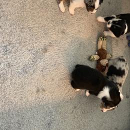 "Sold" Miniature American Shepherd Puppies from Tenley’s Miniature American Shepherds