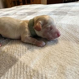 5th Born ee Cream Male - Cream Dachshund puppy in Rochester, Washington from Curtiss Dachshunds