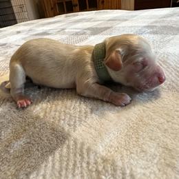 5th Born ee Cream Male - Cream Dachshund puppy in Rochester, Washington from Curtiss Dachshunds