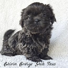 Shih Tzu Puppies from Beirin Breige Shih Tzus
