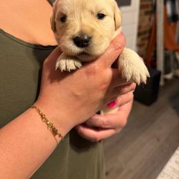 Hope (Lime Green) - Light golden female Golden Retriever puppy in Jacksonville, Florida from River City Golden Retrievers