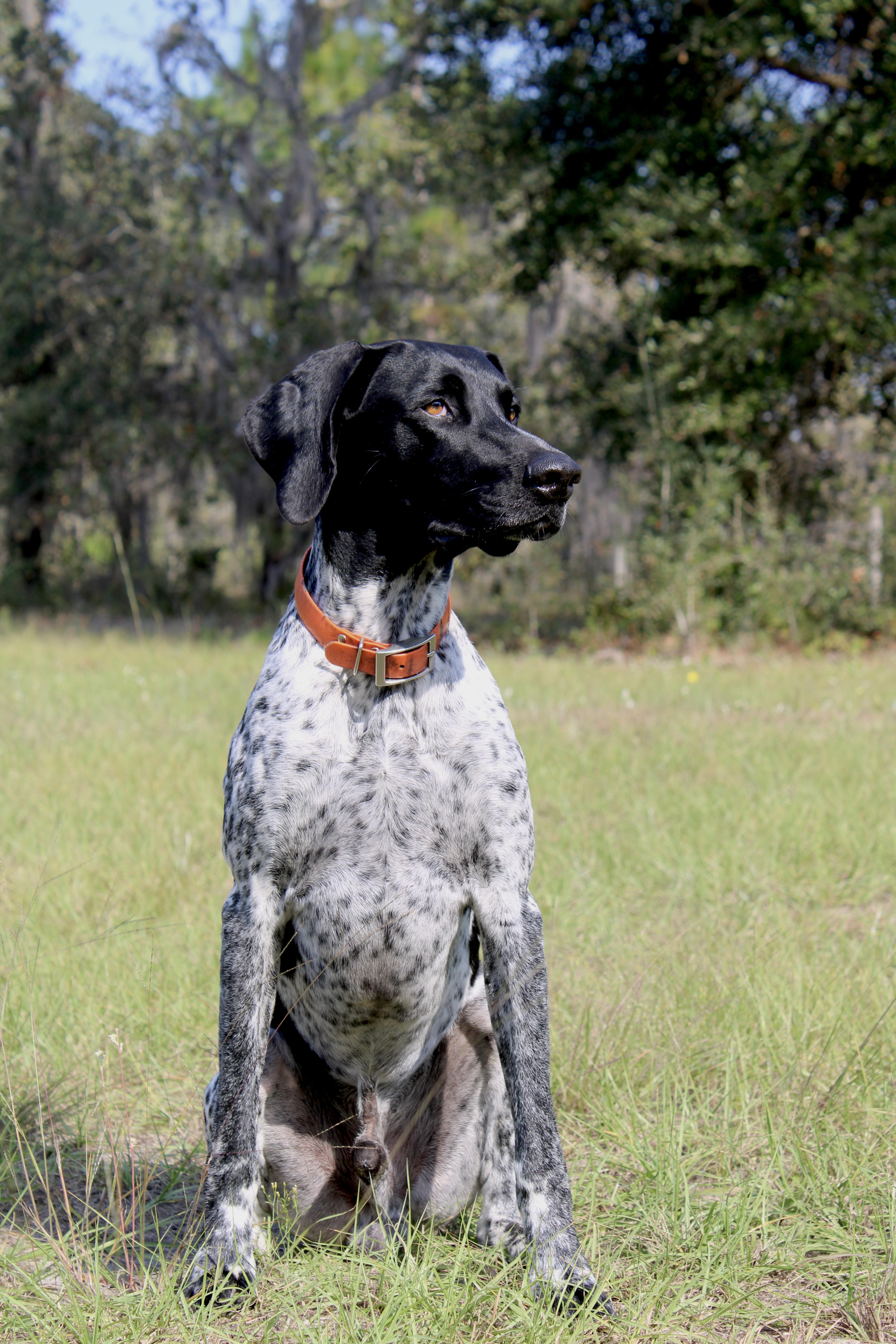 Golden Pointers in Florida | German Shorthaired Pointer puppies | Good Dog