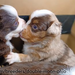 Australian Shepherd, Miniature American Shepherd, Miniature Australian Shepherd, and Toy Australian Shepherd Puppies from Double Moon