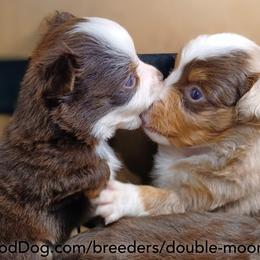 Australian Shepherd, Miniature American Shepherd, Miniature Australian Shepherd, and Toy Australian Shepherd Puppies from Double Moon