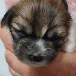 Dreamer - Brown female Lhasa Apso puppy in Fort Worth, Texas from Cynthia's Lhasa Apsos