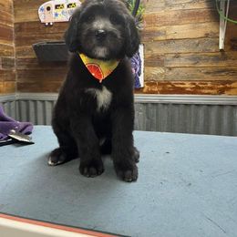 Goldendoodle Puppies from Country Pups Goldendoodles