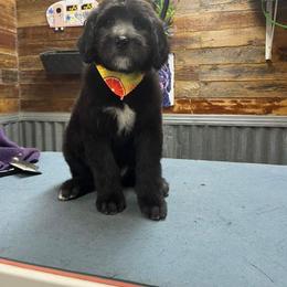 Goldendoodle Puppies from Country Pups Goldendoodles
