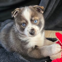 Boo - Black and white male Pomsky puppy in Omaha, Nebraska from Wolfpack Pomskies