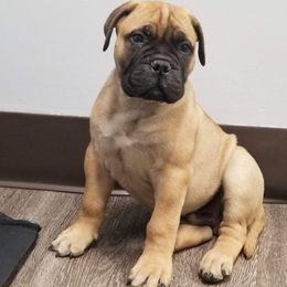 Bullmastiff and Pembroke Welsh Corgi Puppies from Jenkins Family Bullmastiffs