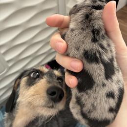 Dachshund Puppies from Mavericks Mini Dachshunds
