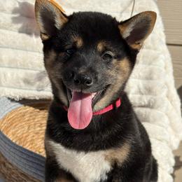 Cherry - Black and tan female Shiba Inu puppy in Elizabeth, New Jersey from Shiba Inu Loving Care