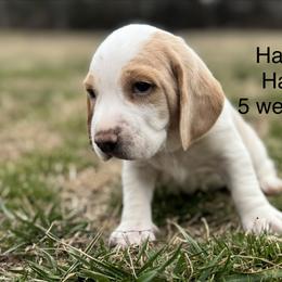 Hale AKC - Lemon and white male Beagle puppy in Rogersville, Missouri from Hales Little Beagle Haven