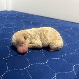 Cove - Cream male Poodle puppy in Quitman, Mississippi from P&D Palace
