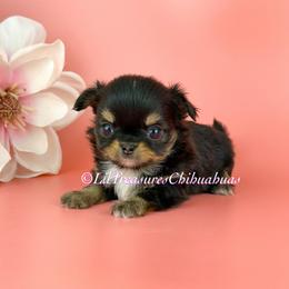 Tiny Grizzly - Black and tan male Chihuahua puppy in Anderson, South Carolina from Lil Treasures Chihuahuas