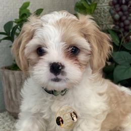 George - Blenheim male Cavatzu puppy in Oklahoma from Rocky Oak Cavaliers & Biewer Terriers LLC