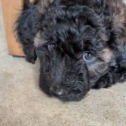 Aspen - Mahogany and white female Saint Berdoodle puppy in Garland, Texas from Brewer's Doodles and French Bulldogs