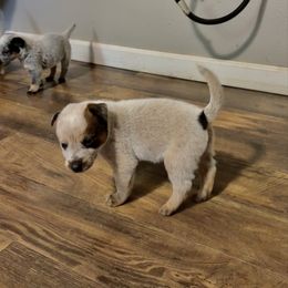 Boy 5 - Red mottled male Australian Cattle Dog puppy in Carthage, Missouri from MO Morningstar Heelers